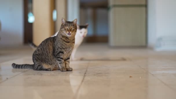 Сидящие Улице Странные Симпатичные Кошки — стоковое видео