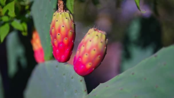 Kolorowa Plantacja Kaktusów Opuncji — Wideo stockowe