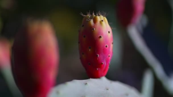 Färgglada Opuntiakaktus Frukter Plantering — Stockvideo