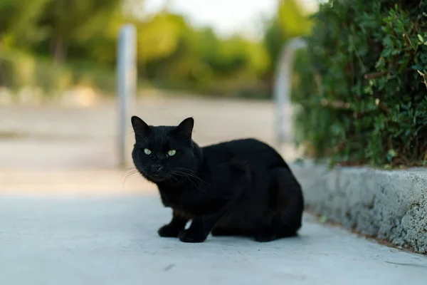 在街上流浪可爱的猫肖像画 — 图库照片