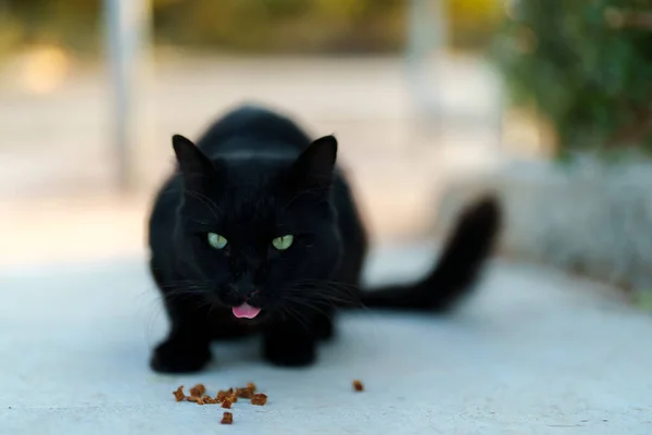 Stray Gato Comendo Comida Rua — Fotografia de Stock