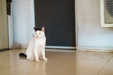 Sokakta dolaşan sevimli kedi..