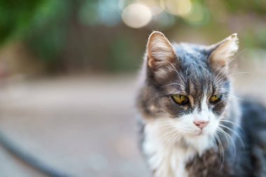 Sokakta dolaşan sevimli kedi..