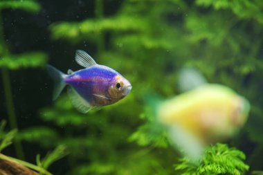 Aquarium with purple colored glofish. Gymnocorymbus ternetzi.