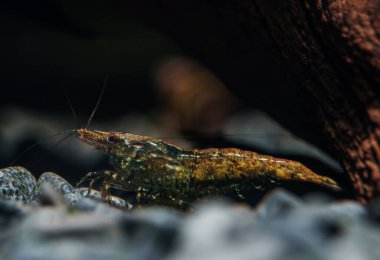 Tatlı su akvaryumunda karides. Neocaridina davidi veya Rili karidesi.