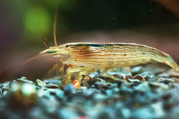 Makroaufnahme Von Süßwasser Bambusgarnelen Molukkenatyopsis — Stockfoto