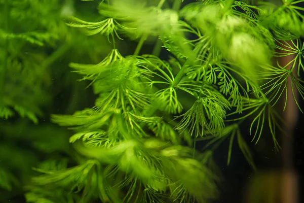 Close View Freshwater Plant Limnophila Sessiliflora — Fotografia de Stock