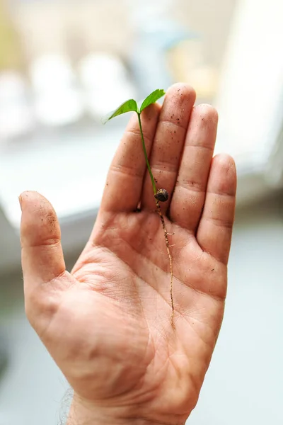 Piccolo Germoglio Una Pianta Agrumi Nella Mano Uomo — Foto Stock