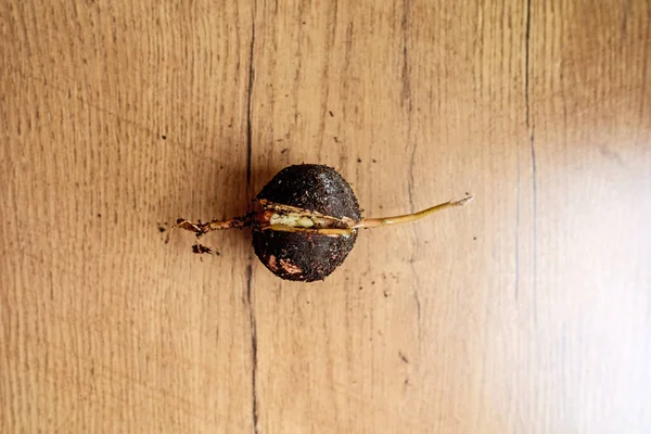 Kleine Spruit Van Een Avocado Plant — Stockfoto