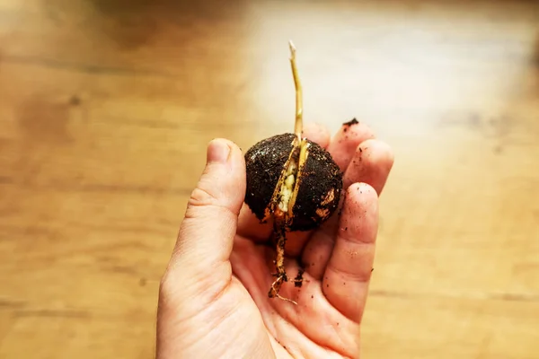 Μικρό Βλαστάρι Από Ένα Φυτό Αβοκάντο Στο Χέρι Ενός Ανθρώπου — Φωτογραφία Αρχείου
