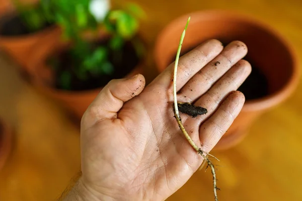 Kleine Spruit Van Een Datum Fruitplant Hand Van Een Man — Stockfoto