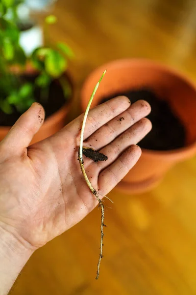 Kleine Spruit Van Een Datum Fruitplant Hand Van Een Man — Stockfoto