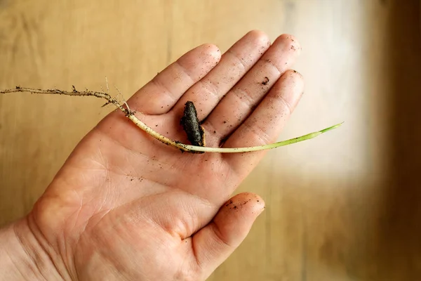 从男人手中的枣树中发芽出来的小苗 — 图库照片
