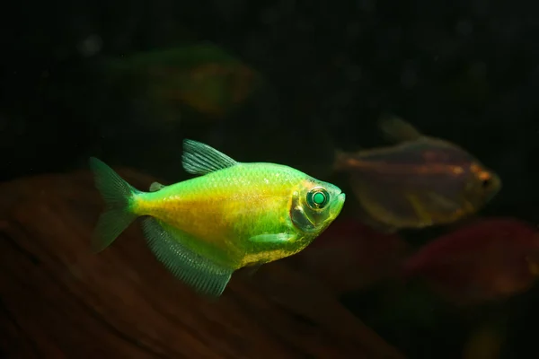 Aquarium Yellow Colored Glofish Gymnocorymbus Ternetzi — Stock Photo, Image