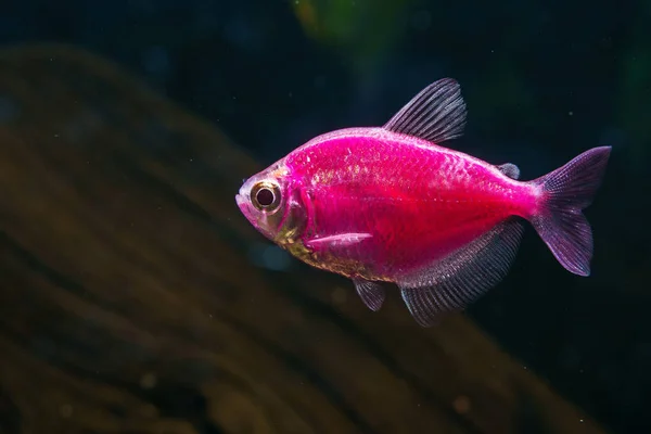 Aquarium Pink Colored Glofish Gymnocorymbus Ternetzi — Stock Photo, Image