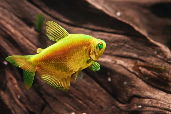 Aquarium Yellow Colored Glofish Gymnocorymbus Ternetzi — Stock Photo, Image