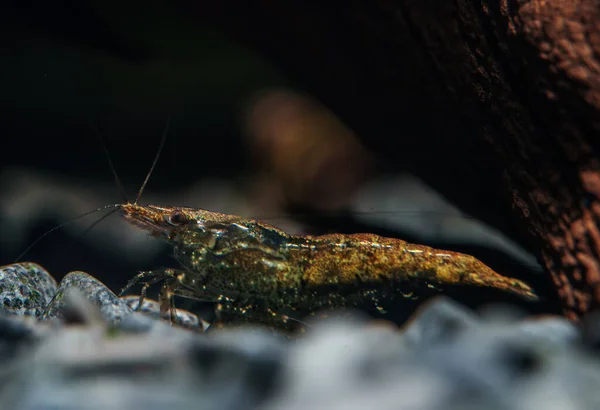 Crevettes Dans Aquarium Eau Douce Crevettes Neocaridina Davidi Rili — Photo