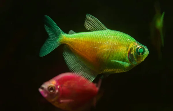 Aquarium Met Gekleurde Bollen Gymnocorymbus Ternetzi — Stockfoto