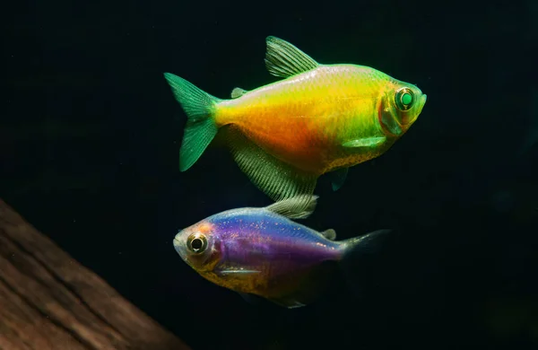 Aquarium Met Gekleurde Bollen Gymnocorymbus Ternetzi — Stockfoto