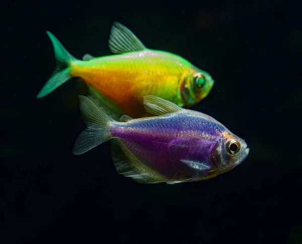 Аквариум Цветными Рыбками Gymnocoryhous Terrelli — стоковое фото