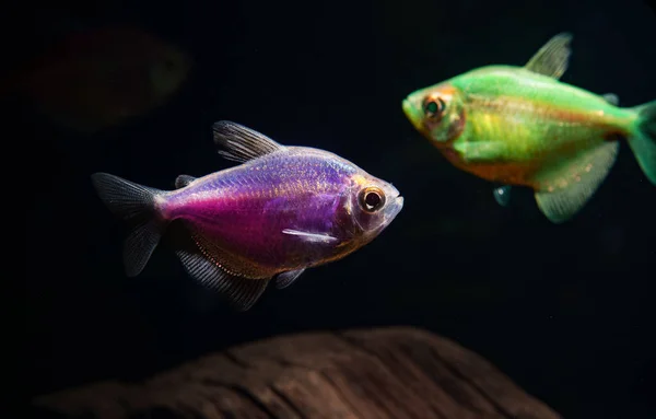 Aquarium Colored Glofishes Gymnocorymbus Ternetzi — стоковое фото