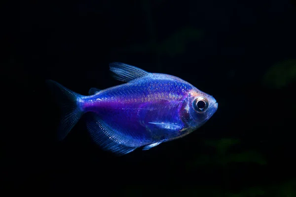 Aquarium Blue Colored Glofish Gymnocorymbus Ternetzi — Foto de Stock