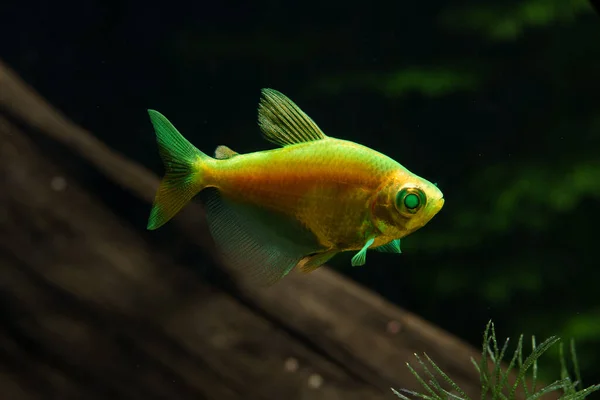 Aquarium Yellow Colored Glofish Gymnocorymbus Ternetzi — Foto de Stock