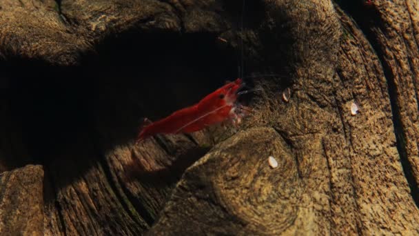 수족관의 새우입니다 Neocaridina Davidi Rili Shrimp — 비디오