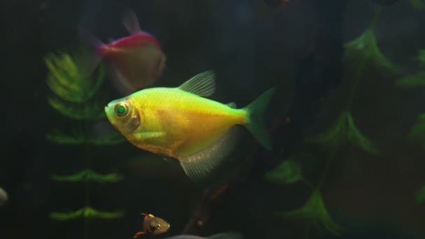 Aquário Com Glofish Colorido Gymnocorymbus Ternetzi — Vídeo de Stock