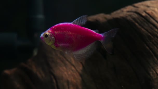 Aquarium Colored Glofish Gymnocorymbus Ternetzi — Vídeo de Stock