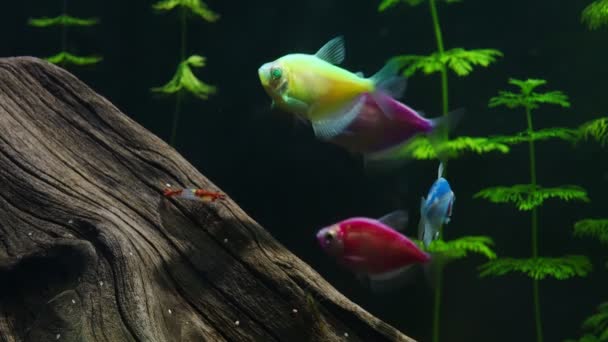 Aquarium Colored Glofish Gymnocorymbus Ternetzi — ストック動画