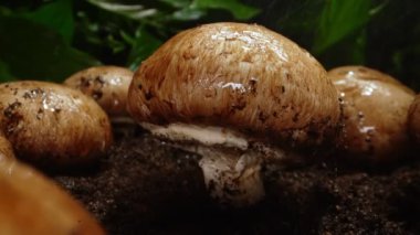 Yağmur ormandaki kahverengi şampiyonların üzerine damlar..