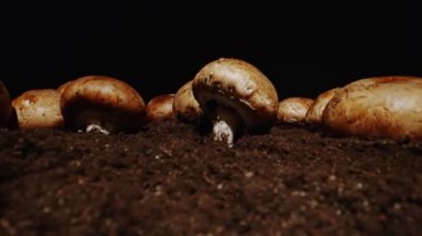 Çiftlikte kahverengi şampiyon mantarlarının yetiştirilmesi.