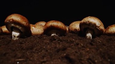 Çiftlikte kahverengi şampiyon mantarlarının yetiştirilmesi.