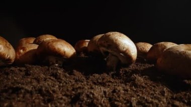 Çiftlikte kahverengi şampiyon mantarlarının yetiştirilmesi.