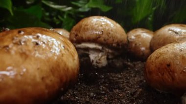 Yağmur ormandaki kahverengi şampiyonların üzerine damlar..