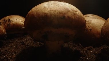 Çiftlikte kahverengi şampiyon mantarlarının yetiştirilmesi.