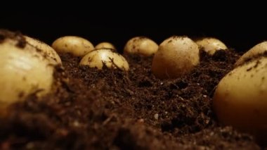Dug up organic potatoes lie on the field.