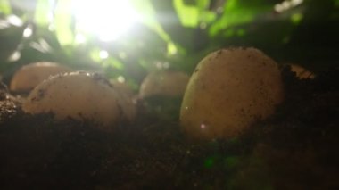 Dug up organic potatoes lie on the field.