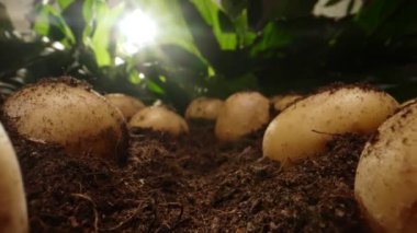 Kazılmış organik patatesler tarlada yatıyor..