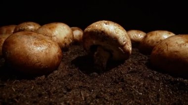 Çiftlikte kahverengi şampiyon mantarlarının sulanması.