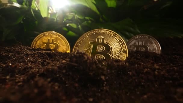 Cryptocurrency Kasvun Kaivostoiminnan Käsite Bitcoin Maahan — kuvapankkivideo