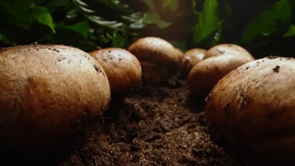 Cultivation Brown Champignons Mushrooms Forest — Stockvideo