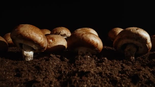 Καλλιέργεια Καστανών Μανιταριών Champignons Στη Γεωργική Εκμετάλλευση — Αρχείο Βίντεο