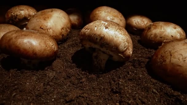 Cultivation Brown Champignons Mushrooms Farm — Stock Video