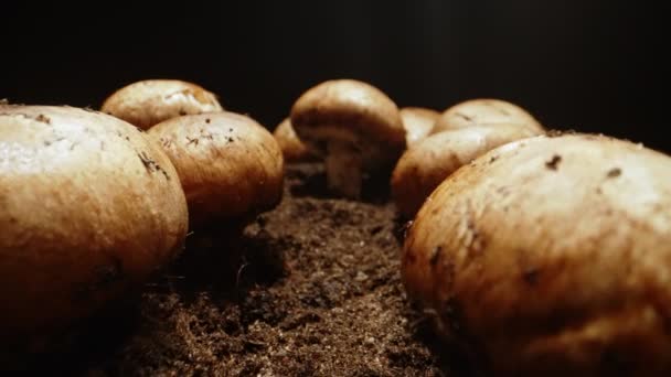 Pěstování Hnědých Žampionů Farmě — Stock video