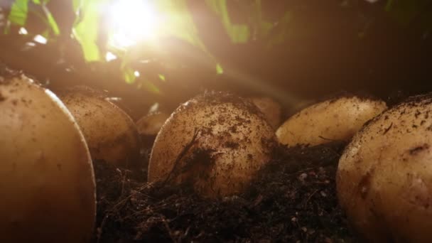 Dug Organic Potatoes Lie Field — Vídeo de Stock