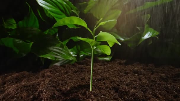 Φύτρα Από Ένα Φυτό Εσπεριδοειδών Στη Βροχή — Αρχείο Βίντεο