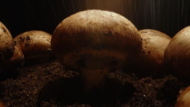 Watering Brown Champignons Mushrooms Farm — Vídeos de Stock