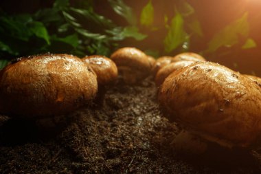 Yağmur ormandaki kahverengi şampiyonların üzerine damlar..